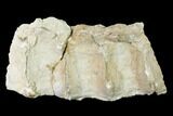 Articulated Plesiosaur (Trinacromerum) Vertebrae - Kansas #143494-1